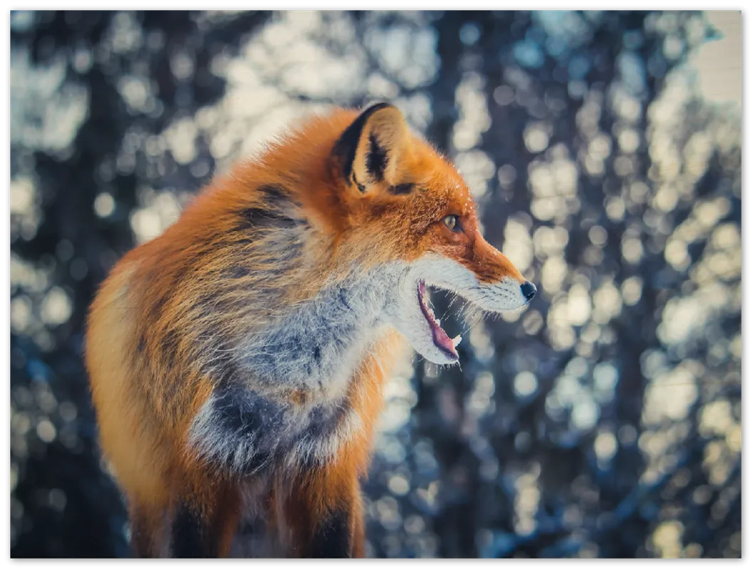 Curious Fox - Print