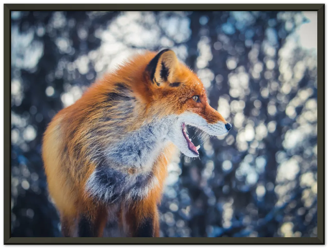Curious Fox - Print