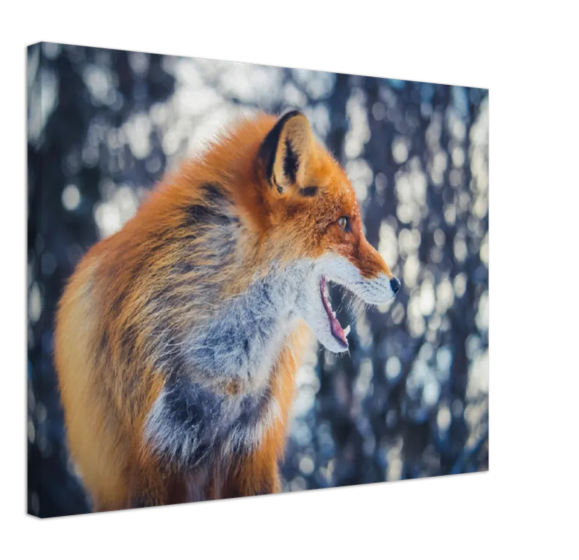 Curious Fox - Print