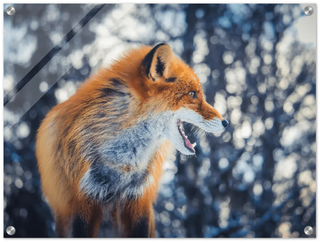 Curious Fox - Print