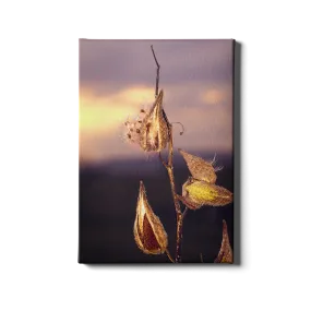 Destination - Milk Weed