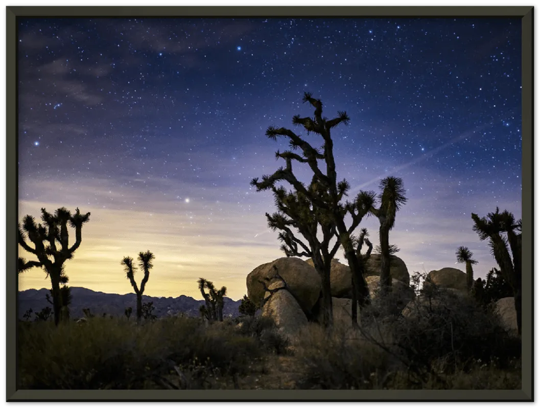 Joshua Tree - Print