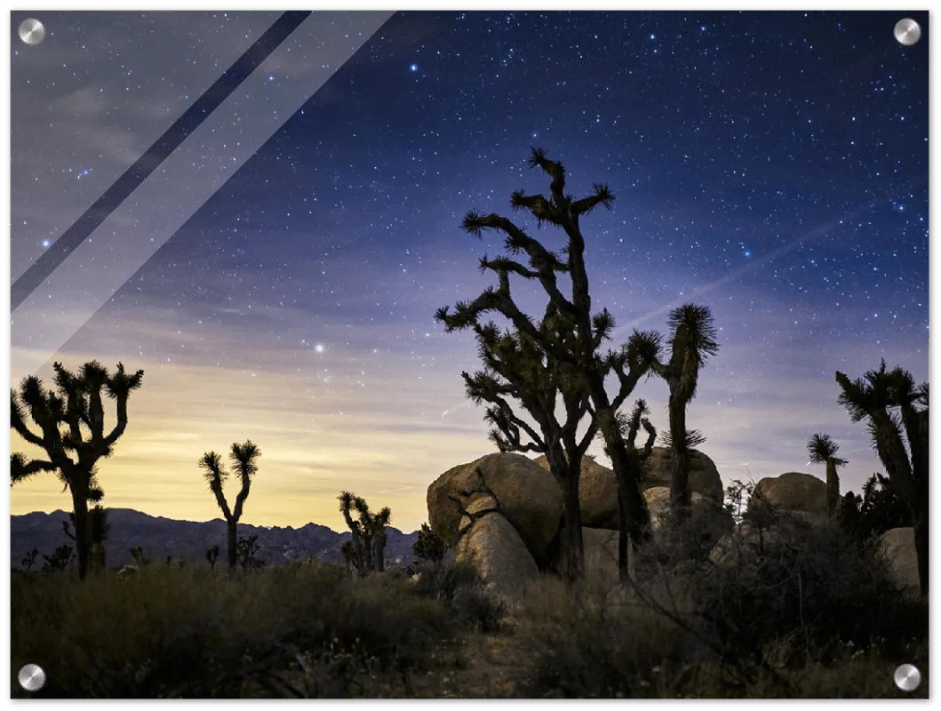 Joshua Tree - Print