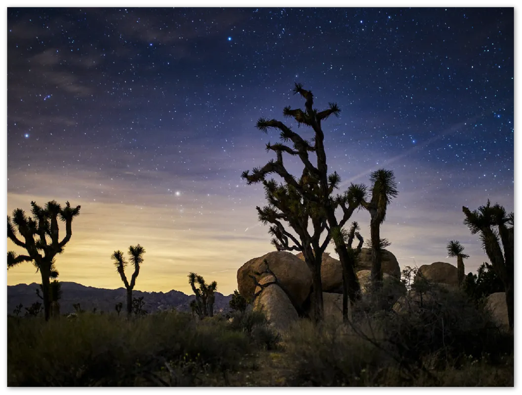 Joshua Tree - Print