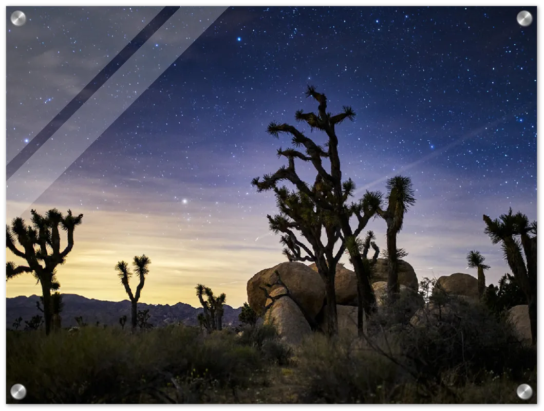 Joshua Tree - Print