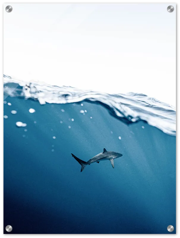 Shark Near Surface - Print