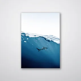 Shark Near Surface - Print