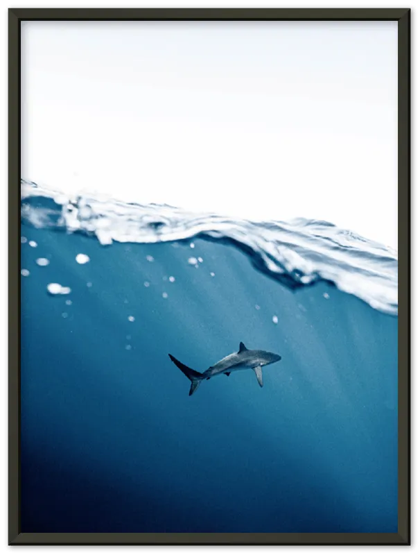 Shark Near Surface - Print