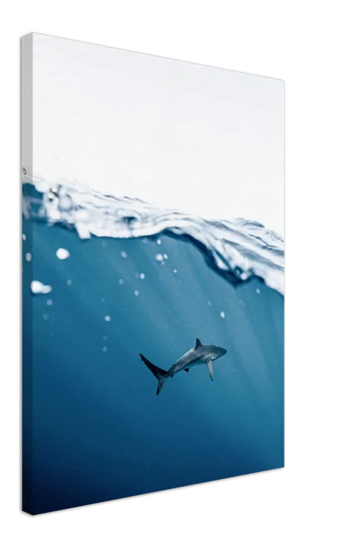 Shark Near Surface - Print