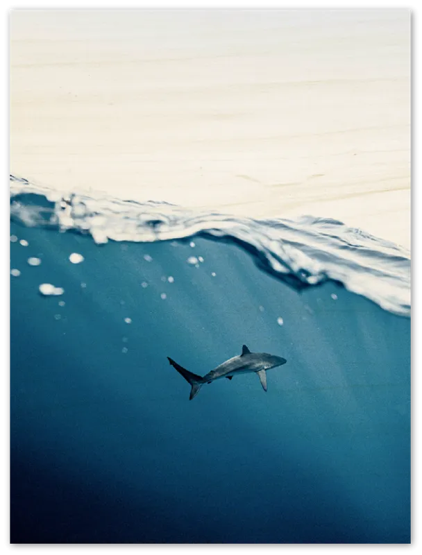 Shark Near Surface - Print
